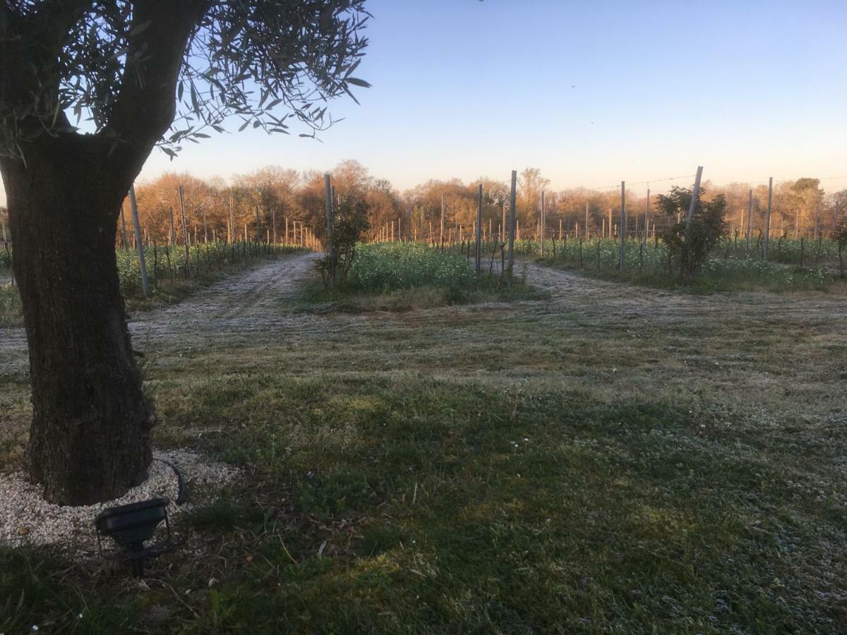 Les Vignes